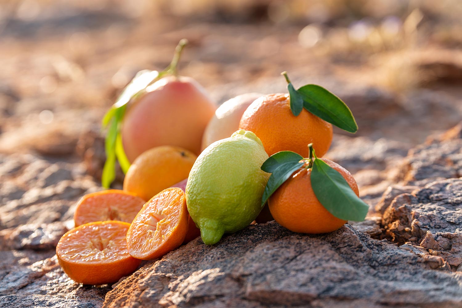 Mosplaas-Large-File-00178